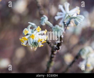 Nahaufnahme von gelben Blüten der Edgeworthia Chrysantha, die orientalische Papier Bush, eine schöne Winter-duftender Blütenstrauch blühen im Winter, England Stockfoto