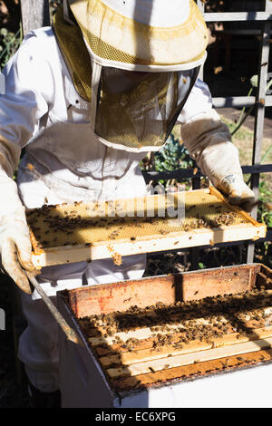 Die Bienenzucht in Portland, Oregon. Stockfoto