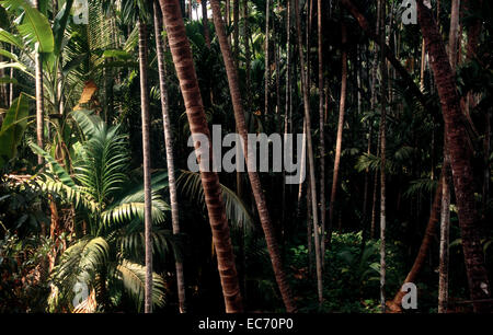 Dichten tropischen Grünpflanzen in einer Kokosnuss-Farm in Süd-Indien Stockfoto