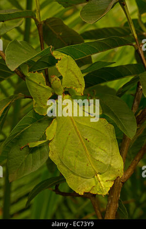 RIESIGES Blatt Insekt, Phyllium Giganteum aus den Regenwäldern Südostasiens, gefangen Stockfoto