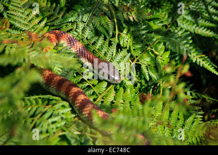 Tiger Snake (Notechis Scutatus) - Jugendkriminalität, 4. tödlichste Land Schlange auf einem Bett von Adlerfarn Farn, Victoria, Australien Stockfoto