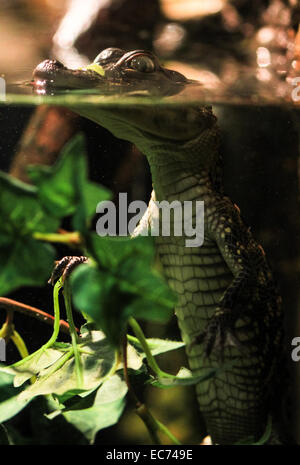 Baby Salzwasserkrokodil spähen über der Oberfläche Stockfoto