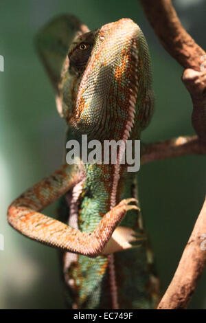 Jemenchamäleon Klettern eine Filiale Stockfoto