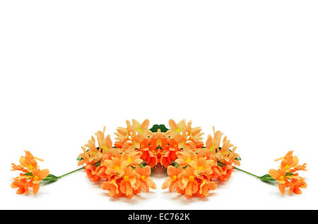 Schöne orange Feuerwerkskörper Blume (Crossandra Infundibuliformis), isoliert auf weißem Hintergrund Stockfoto