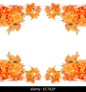 Orange Feuerwerkskörper Blume (Crossandra Infundibuliformis), isoliert auf weißem Hintergrund Stockfoto