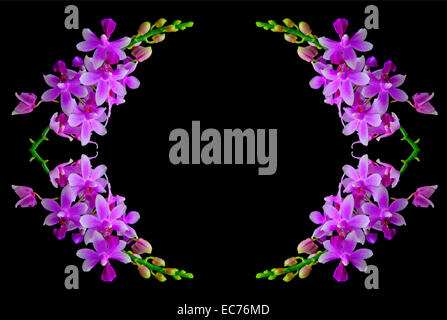 Schöne lila Orchidee, Phalaenopsis Hybride, auf schwarzem Hintergrund isoliert Stockfoto