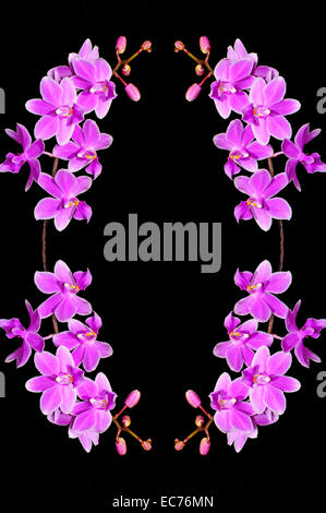 Blassen lila Orchidee, Phalaenopsis Hybriden, auf schwarzem Hintergrund isoliert Stockfoto