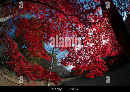 Herbstlichen Farbe in der Maple-Tunnel an den Ufern des Lake Kawaguchiko, Japan. Stockfoto