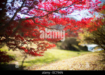 Herbstfarbe in Kawaguchiko, Japan. Stockfoto