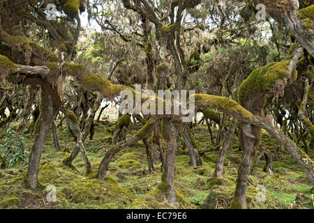 Reste des alten Wald von riesigen Heide (Erica Arborea) drapiert mit Flechten, Bale Mountains, Bono, Äthiopien Stockfoto