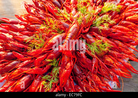 Schweden - Krebse mit Dill im traditionellen schwedischen Krebse Partei gegessen. Stockfoto