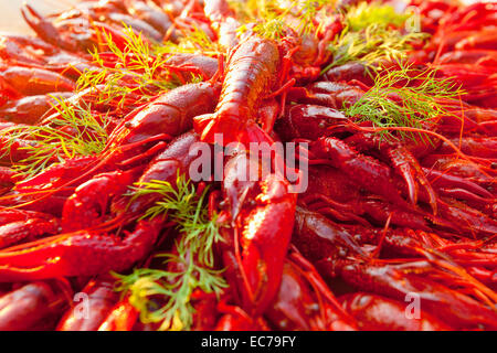 Schweden - Krebse mit Dill im traditionellen schwedischen Krebse Partei gegessen. Stockfoto