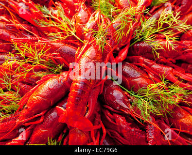 Schweden - Krebse mit Dill im traditionellen schwedischen Krebse Partei gegessen. Stockfoto