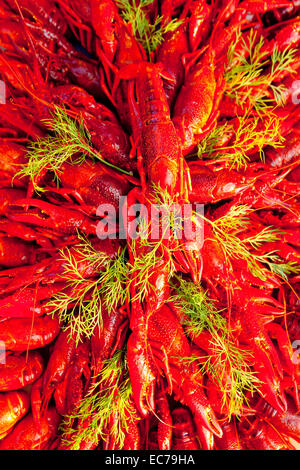 Schweden - Krebse mit Dill im traditionellen schwedischen Krebse Partei gegessen. Stockfoto