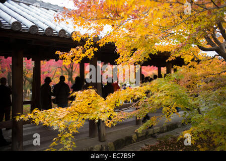 Herbstfarbe am Tempel Tofuku-Ji, Kyoto, Japan. Stockfoto