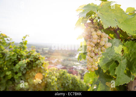 Deutschland, Bayern, Volkach, grünen Trauben im Weinberg Stockfoto