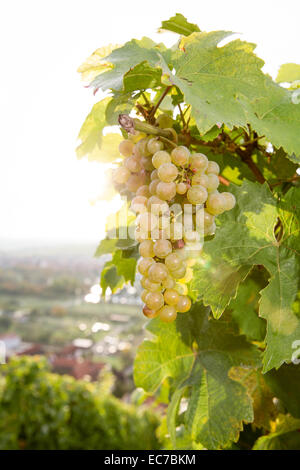 Deutschland, Bayern, Volkach, grünen Trauben im Weinberg Stockfoto