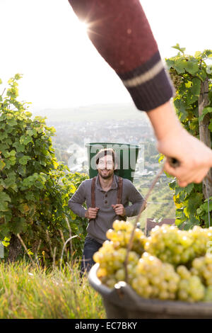 Deutschland, Bayern, Volkach, Weinlese Stockfoto