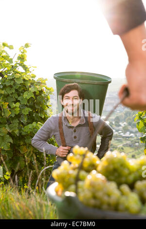 Deutschland, Bayern, Volkach, Weinlese Stockfoto