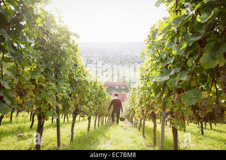 Deutschland, Bayern, Volkach, Mann erntende Trauben im Weinberg Stockfoto