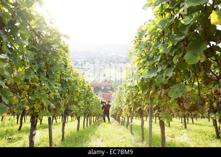 Deutschland, Bayern, Volkach, Mann erntende Trauben im Weinberg Stockfoto