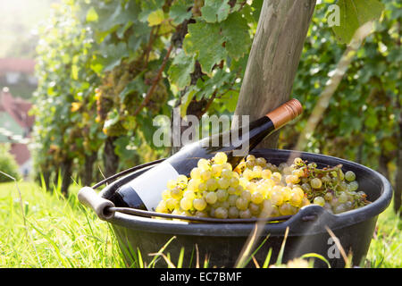 Deutschland, Bayern, Volkach, Trauben und Flasche Wein Stockfoto