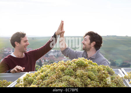 Deutschland, Bayern, Volkach, zwei glückliche Winzer hohe Fiving an geernteten Trauben Stockfoto