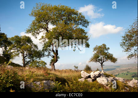 Asche Wälder auf Kalkstein Pflaster über Wharfedale in den Yorkshire Dales National Park Stockfoto