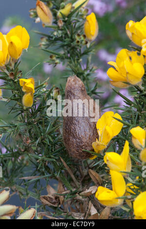 Kaiser-Motte: Saturnia Pavonia. Pupal Fall. Surrey, England Stockfoto