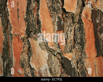 Alten Pine Tree Bark Textur, Close Up Stockfoto