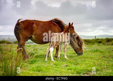 Zwei Shetland-Ponys Weiden in einem Feld zusammen, gerendert, Stute und Fohlen, beide scharf auf einem weichen Hintergrund. Stockfoto