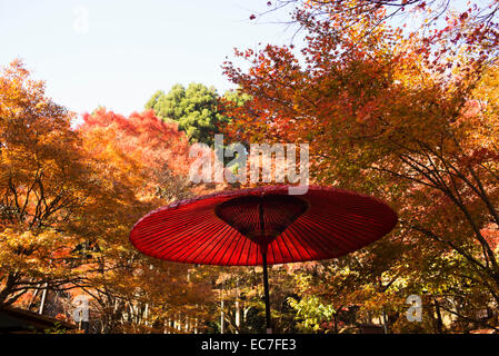 Ein Sonnenschirm, umgeben von herbstlichen Laub an Takao in der Nähe von Kyoto, Japan. Stockfoto