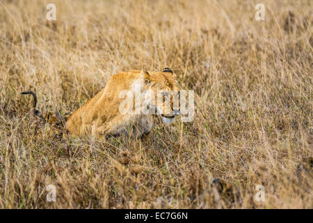 Löwin mit einem Jungtier in der Ngorongoro Crater, Tansania Stockfoto