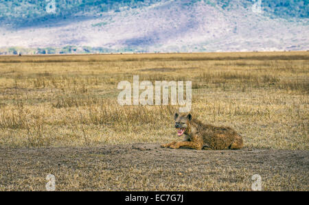 Gefleckte Hyänen (Crocuta Crocuta) Knurren in der Ngorongoro Crater, Tansania Stockfoto