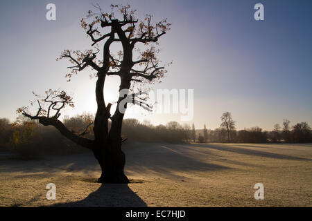 Wintermorgen in Lloyd Park Croydon Stockfoto