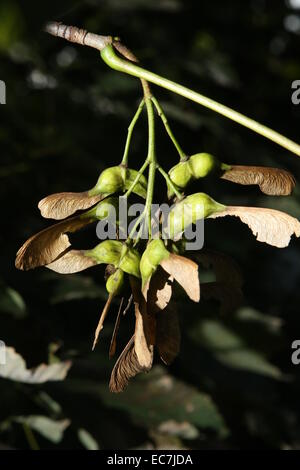 Ahorn Samen Acer pseudoplantus Stockfoto