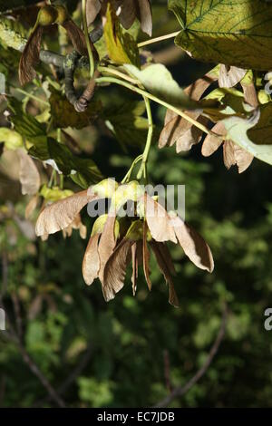 Ahorn Samen Acer pseudoplantus Stockfoto