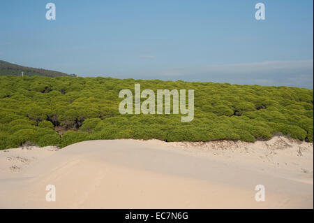 Dünen und Kiefernwald in Ensenada de Bolonia, Bolonia, Provinz Cadiz, Andalusien, Spanien. Stockfoto