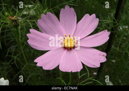 Dezember 2014. cosmos Blume. Stockfoto