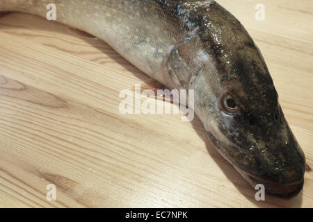 Angeln Sie Hecht. In der polnischen Küche, auf dem polnischen Tisch. Vorbereitung der Hecht in Gelee, polnische Küche Spezialität. Stockfoto