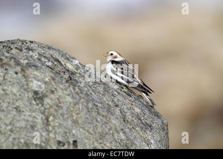 Snow Bunting, Plectrophenax Nivalis, männlich im Winterkleid Stockfoto