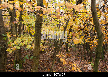 Hintergrundbeleuchtung Dickicht des jungen Rotbuchen Setzlinge im Herbst auf nassen Regentag zwischen Duschen dicht schließen wachsen im Herbst Stockfoto