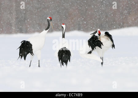 Japanische Krane auch bekannt als Rote Krane auf einem schneebedeckten Feld im Südosten von Hokkaido, Japan. Stockfoto