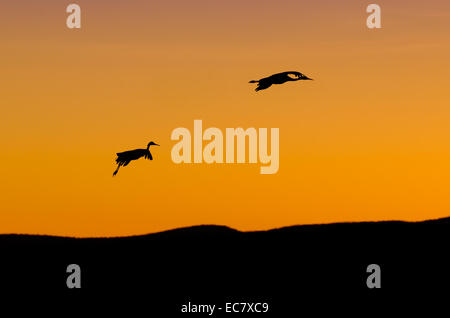 Kraniche, kurz nach Sonnenuntergang auf der Bosque Del Apache National Wildlife Refuge in der Nähe von San Antonio in New Mexiko getroffen. Stockfoto