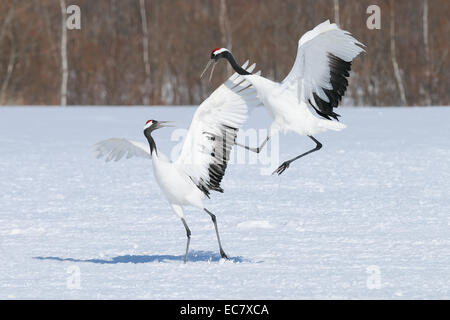 Tanzen Japanisch aka rot gekrönt Kraniche auf einem schneebedeckten Feld in der Nähe von Akan auf Hokkaido, Japan Stockfoto