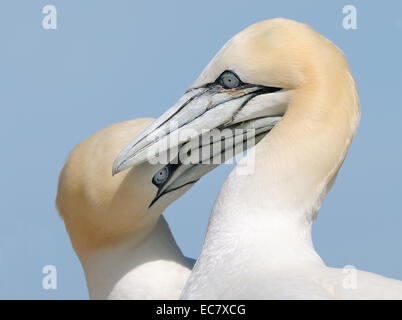 Northern Gannets am Bass Rock im Firth of Forth, ein paar Kilometer außerhalb der Ostküste Schottlands. Stockfoto