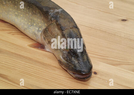 Angeln Sie Hecht. In der polnischen Küche, auf dem polnischen Tisch. Vorbereitung der Hecht in Gelee, polnische Küche Spezialität. Stockfoto