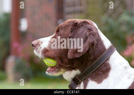 Springer Spaniel Hund mit Tennisball im Mund Stockfoto