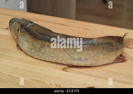 Angeln Sie Hecht. In der polnischen Küche, auf dem polnischen Tisch. Vorbereitung der Hecht in Gelee, polnische Küche Spezialität. Stockfoto