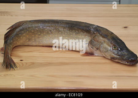 Angeln Sie Hecht. In der polnischen Küche, auf dem polnischen Tisch. Vorbereitung der Hecht in Gelee, polnische Küche Spezialität. Stockfoto